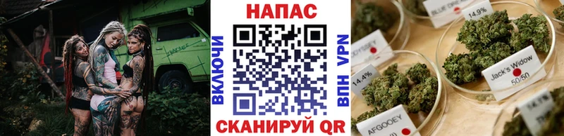 Шишки марихуана Amnesia  Купить закладки  Каргополь 